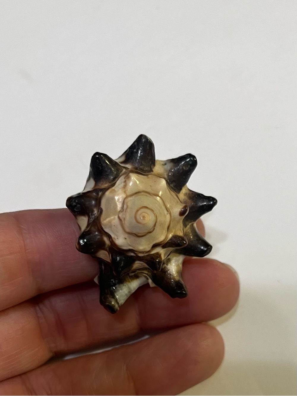 Natural Spiny Seashell Accent - Cream and Black
